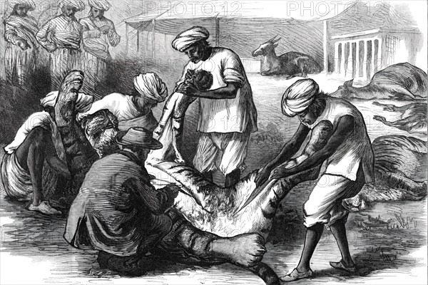 Skinning a Tiger, from a sketch by one of our special artists in India,  1876. Creator: Unknown.