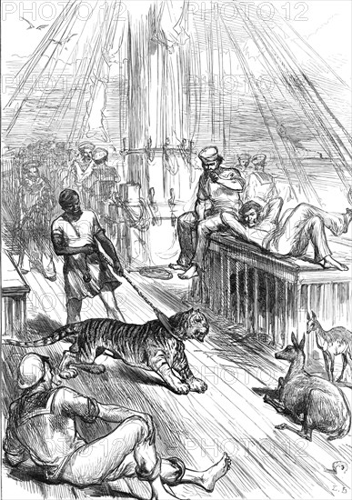 Return of the Prince of Wales from India: Life on Board the Serapis - Tiger and Cheetals...1876. Creator: L.B..