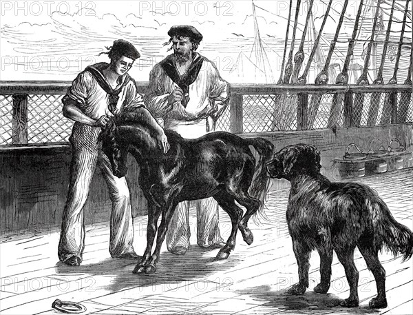 Return of the Prince of Wales from India: life on board the Serapis: Pony and Thibet Dog...1876. Creator: Unknown.