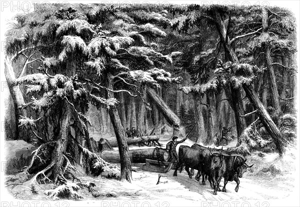 Lumbering in New Brunswick - Lumbermen at Work in the Forest, 1858. Creator: Unknown.