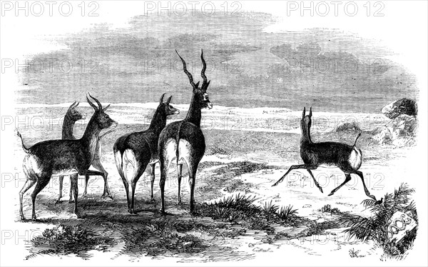 Antelope-Hunting in India - Antelopes Startled, 1858. Creator: Unknown.