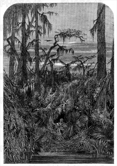 Transatlantic Sketches - a Swamp in Louisiana - from a drawing by Mrs. Bodichon, 1858. Creator: Unknown.