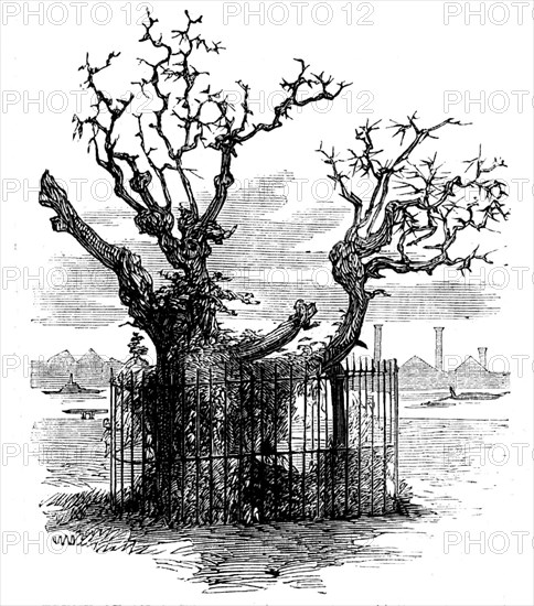 Trunk of an Aged Sycamore in the Temple Gardens, 1858. Creator: Unknown.