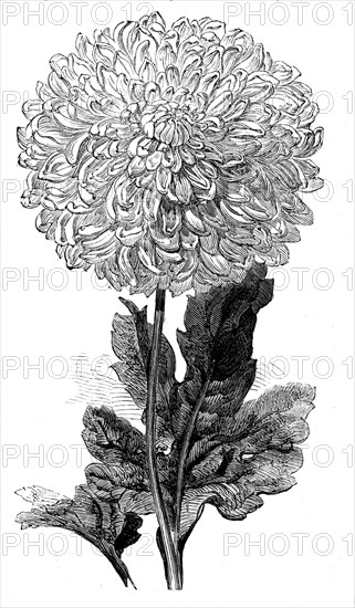 The "Vesta" Chrysanthemum now in bloom in the Temple Gardens, 1858. Creator: Unknown.