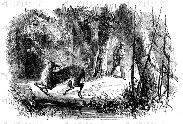 Sporting Scenes in Canada - Deerstalking: the Death Jump, 1858. Creator: Unknown.