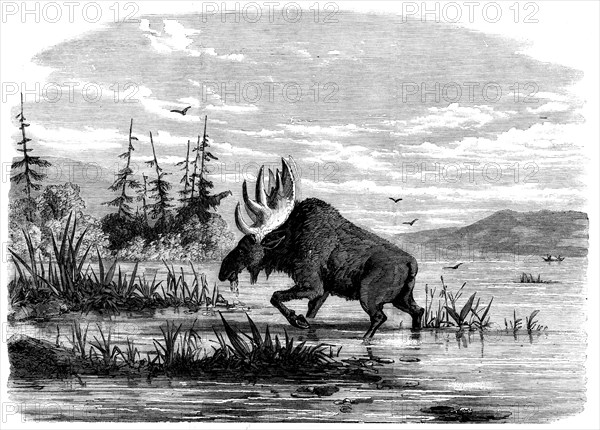 Moose-hunting in Canada - a Bull Moose feeding, 1858. Creator: Unknown.