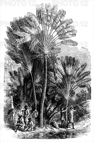 Sketches from Madagascar - the Traveller's-tree (Urania speciosa), 1858. Creator: Josiah Wood Whymper.