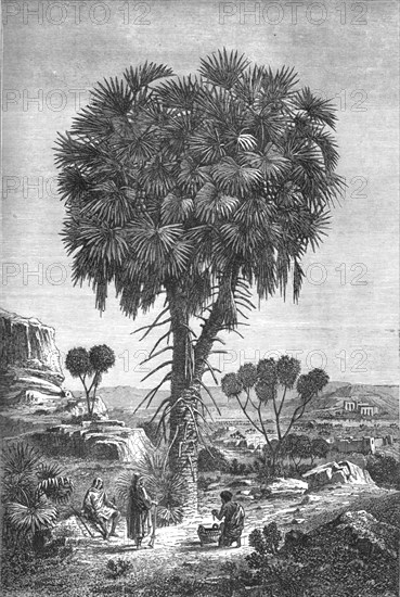 'Doum palm of the Soudan; A journey through Soudan and Western Abyssinia, with Reminiscences...1875. Creator: Unknown.