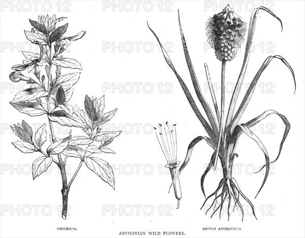 'Abyssinian Wild Flowers; A journey through Soudan and Western Abyssinia, with Reminiscences...1875. Creator: Unknown.