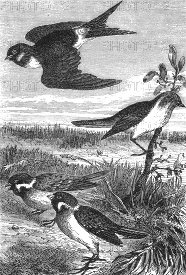 'Birds of Japan; A European Sojourn in Japan', 1875. Creator: Unknown.