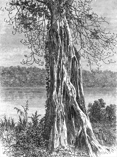 ''Trunk of the ovounchua, a species of "Ticus"; The Gaboon.', 1875. Creator: Unknown.