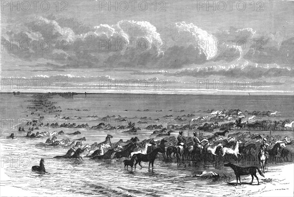 'A troup of horses crossing the Volga; A Journey on the Volga', 1875. Creator: Nicholas Rowe.