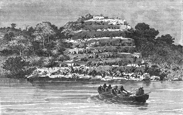 'Resort of Apes on the banks of the Senegal; Journey from the Senegal to the Niger', 1875. Creator: Unknown.