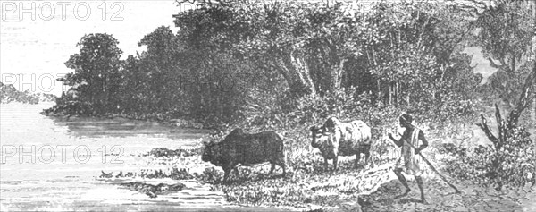 'Crocodile attempting to seize an Ox; Journey from the Senegal to the Niger', 1875. Creator: Unknown.