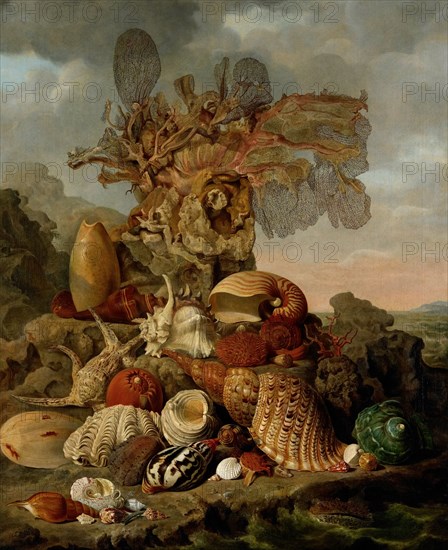 Shells and Marine Plants, 1809. Creator: Henricus Franciscus Wiertz.