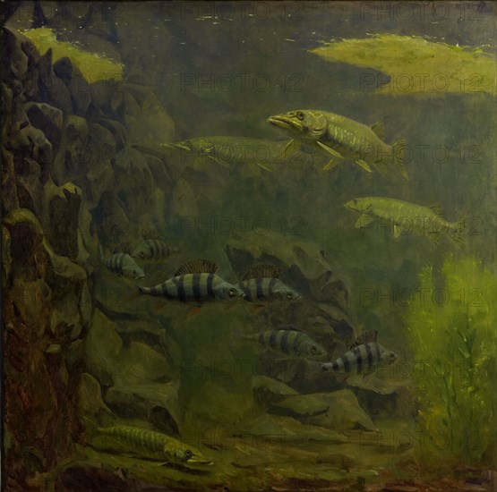 Pike and Perch in an Aquaruim, 1910-1920. Creator: Gerrit Willem Dijsselhof.