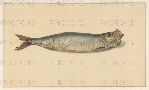 Herring, 1700-1800. Creator: Anon.