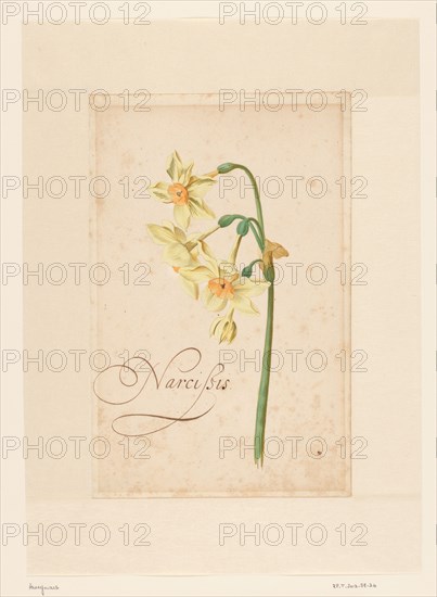 Daffodil, 1650-1699. Creator: Anon.