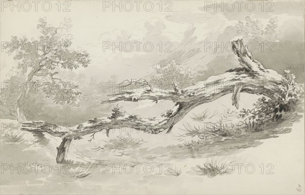 Treetrunk, c.1780-c.1800. Creator: Bernhard Heinrich Thier.