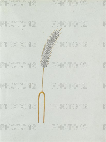 Ear of corn, c.1800-c.1810. Creator: Carl Friedrich Bärthel.