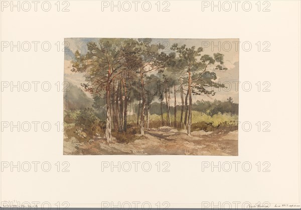 Tree group in the forests near Driebergen, c.1855-c.1865. Creator: Charles Rochussen.