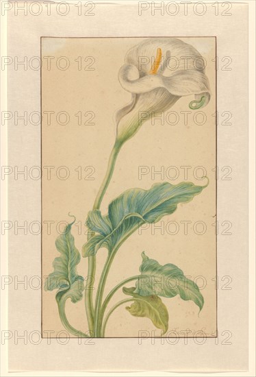 White arum, 1665-1669. Creator: Elias Van Den Broeck.