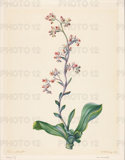 Echeveria Grandiflora, 1847. Creator: Elisabeth Johanna Koning.