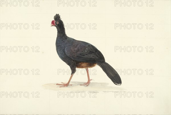 Black walking bird with short thick red beak, 1763-1824. Creator: Circle of François Le Vaillant.
