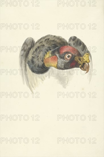 Head of a royal vulture (Sarcoramphus papa), 1763-1824. Creator: Circle of François Le Vaillant.