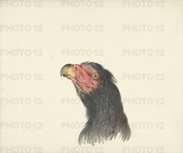 Vulture, 1763-1824. Creator: Circle of François Le Vaillant.