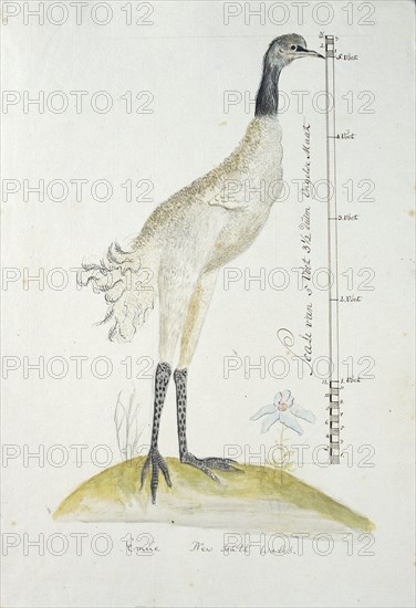 Dromaius novaehollandiae (Emu), 1770-1780. Creator: George Raper.