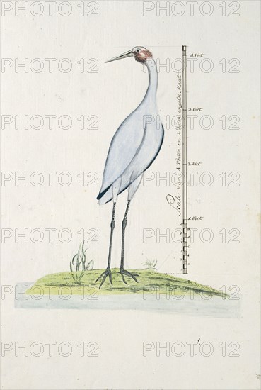 Antigone rubicunda (Brolga, or Australian Crane), 1770-1780. Creator: George Raper.