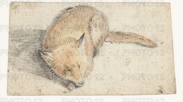 Sleeping fox, c.1626-before 1662. Creator: Gerard ter Borch I.