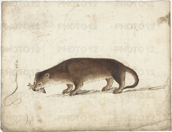 Otter with a fish in his mouth, 1612. Creator: Gerard ter Borch I.
