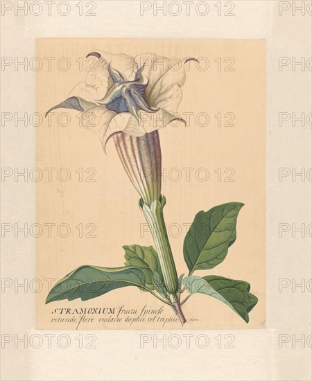 Thorn apple, 1771-1816. Creator: Hendrik Schwegman.