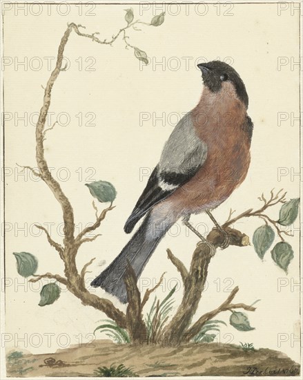 Bullfinch, 1767. Creator: Jacobus Perkois.