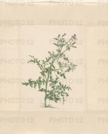 Flowering plant, 1748-1824. Creator: Jacob van Eynden.