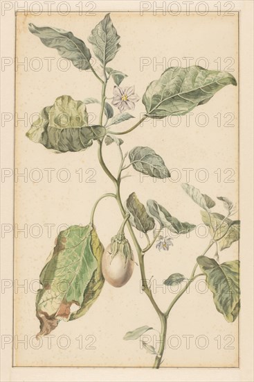 Aubergine plant, 1744-1805. Creator: Jan Jansz. van der Vinne.