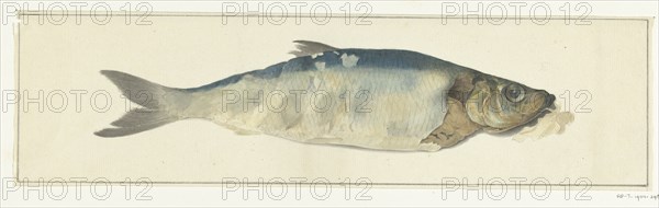 Fish, partly perish, 1775-1833. Creator: Jean Bernard.