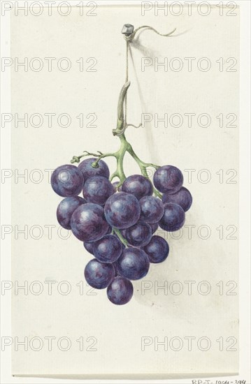 Bunch of blue grapes, 1775-1833. Creator: Jean Bernard.