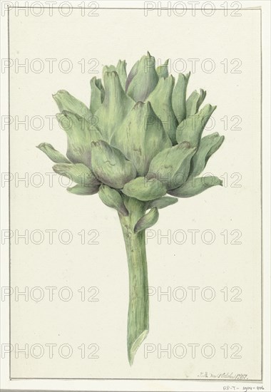 Artichoke, 1797. Creator: Jean Bernard.