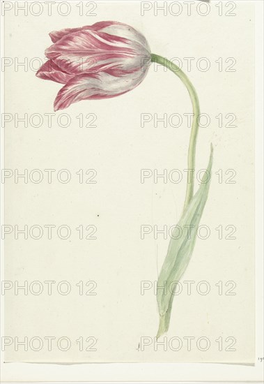 Pink Tulip, 1775-1833. Creator: Jean Bernard.