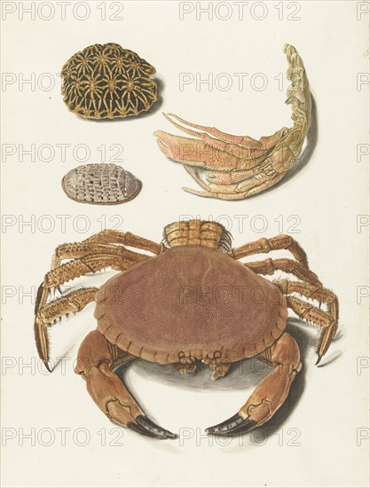 A crab, pincers, and two turtle shells, 1726-1779. Creator: Johann Gustav Hoch.