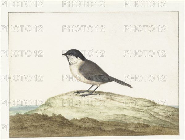 Marsh tit, 1658-1726. Creator: Johannes Bronkhorst.