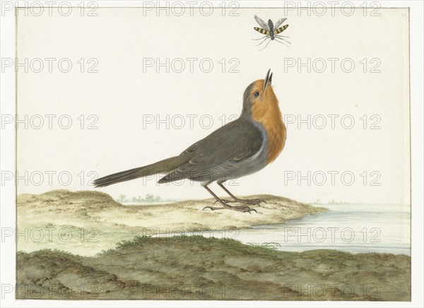 Robin, 1658-1726. Creator: Johannes Bronkhorst.