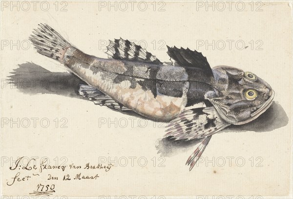 Sea bullhead, 1750. Creator: Johannes le Francq van Berkhey.