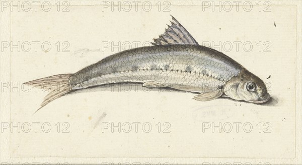 Gudgeon, 1739-1812. Creator: Johannes le Francq van Berkhey.