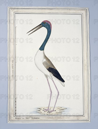 Ephippiorhynchus asiaticus ? (Black-necked stork), 1776-before 1780. Creator: John Hunter.