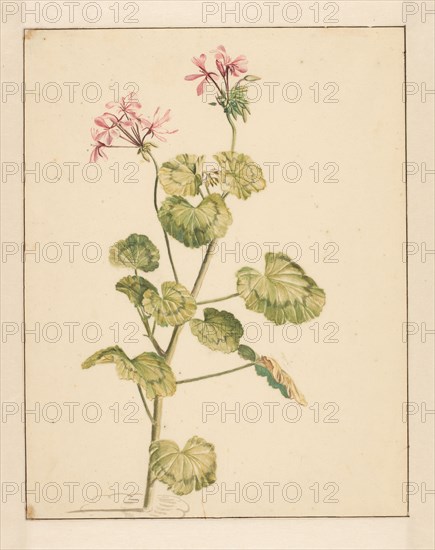 Geranium, 1668-1729. Creator: Vincent Laurentz van der Vinne I.