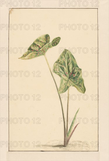 Spotted arum, 1668-1729. Creator: Vincent Laurentz van der Vinne I.